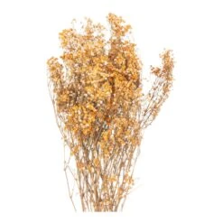 Hill Dried Babys Breath Bunch In Orange